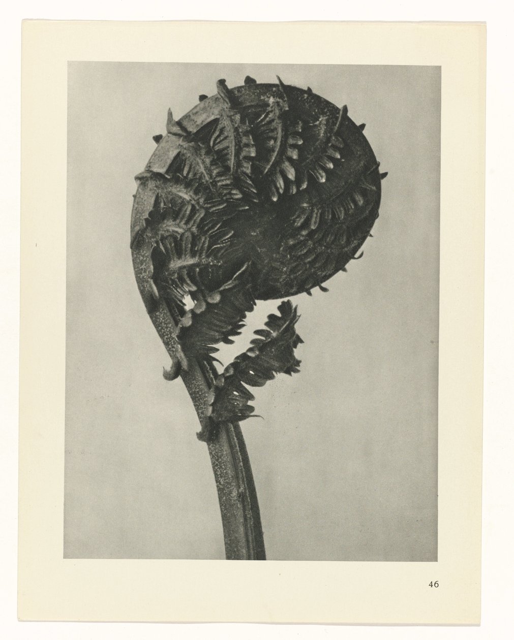planejar estudo Arquétipos da Arte (título da série) de Karl Blossfeldt