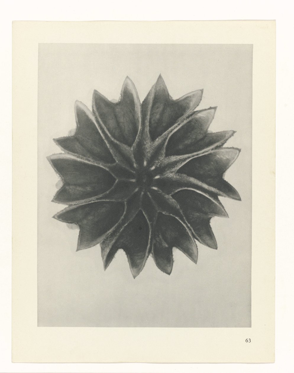 planejar estudo Arquétipos da Arte (título da série) de Karl Blossfeldt