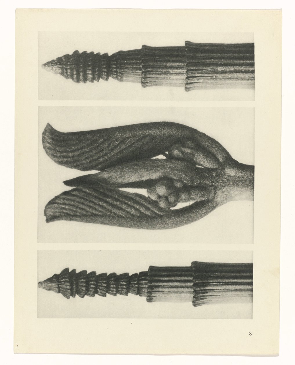 Estudo das plantas
Arquétipos de Arte (título da série) de Karl Blossfeldt