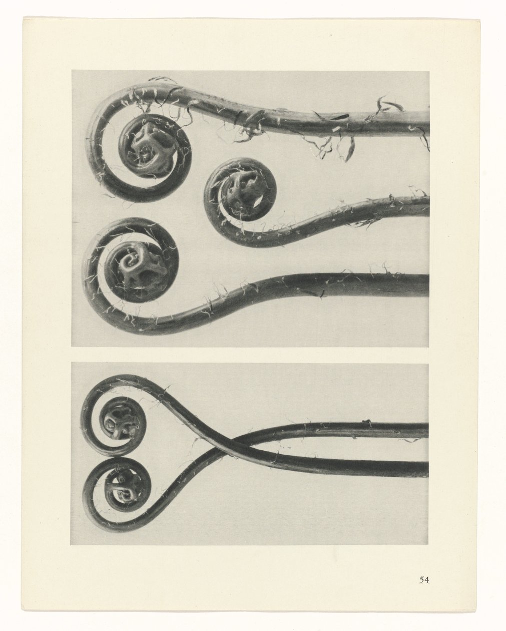 planejar estudo Arquétipos da Arte (título da série) de Karl Blossfeldt