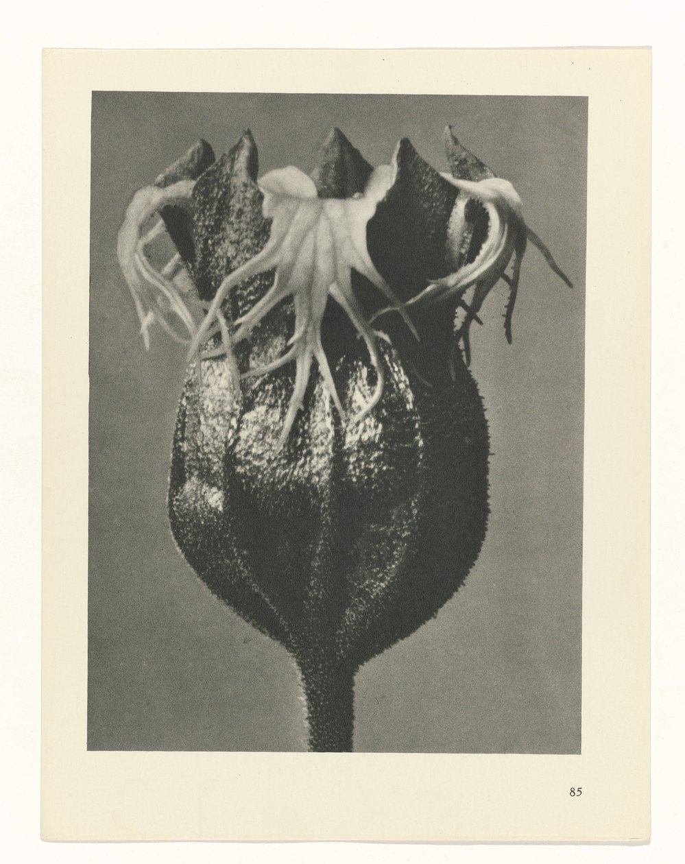 planejar estudo Arquétipos da Arte (título da série) de Karl Blossfeldt