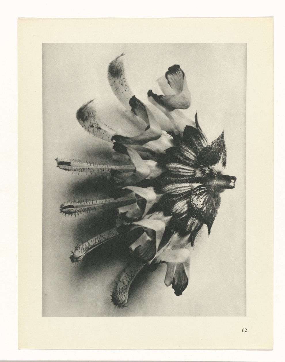 Estudo das plantas
Arquétipos de Arte (título da série) de Karl Blossfeldt