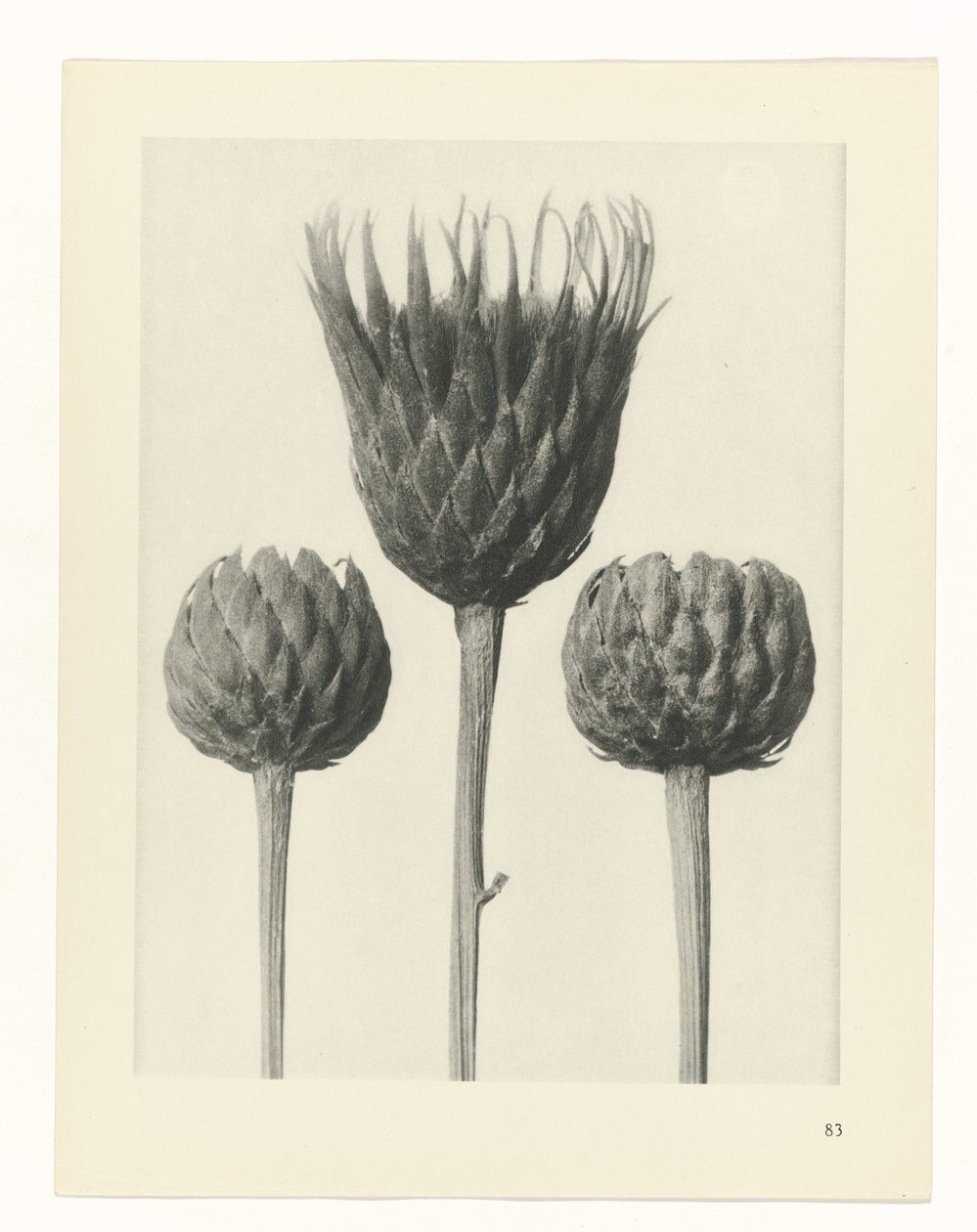 planejar estudo Arquétipos da Arte (título da série) de Karl Blossfeldt