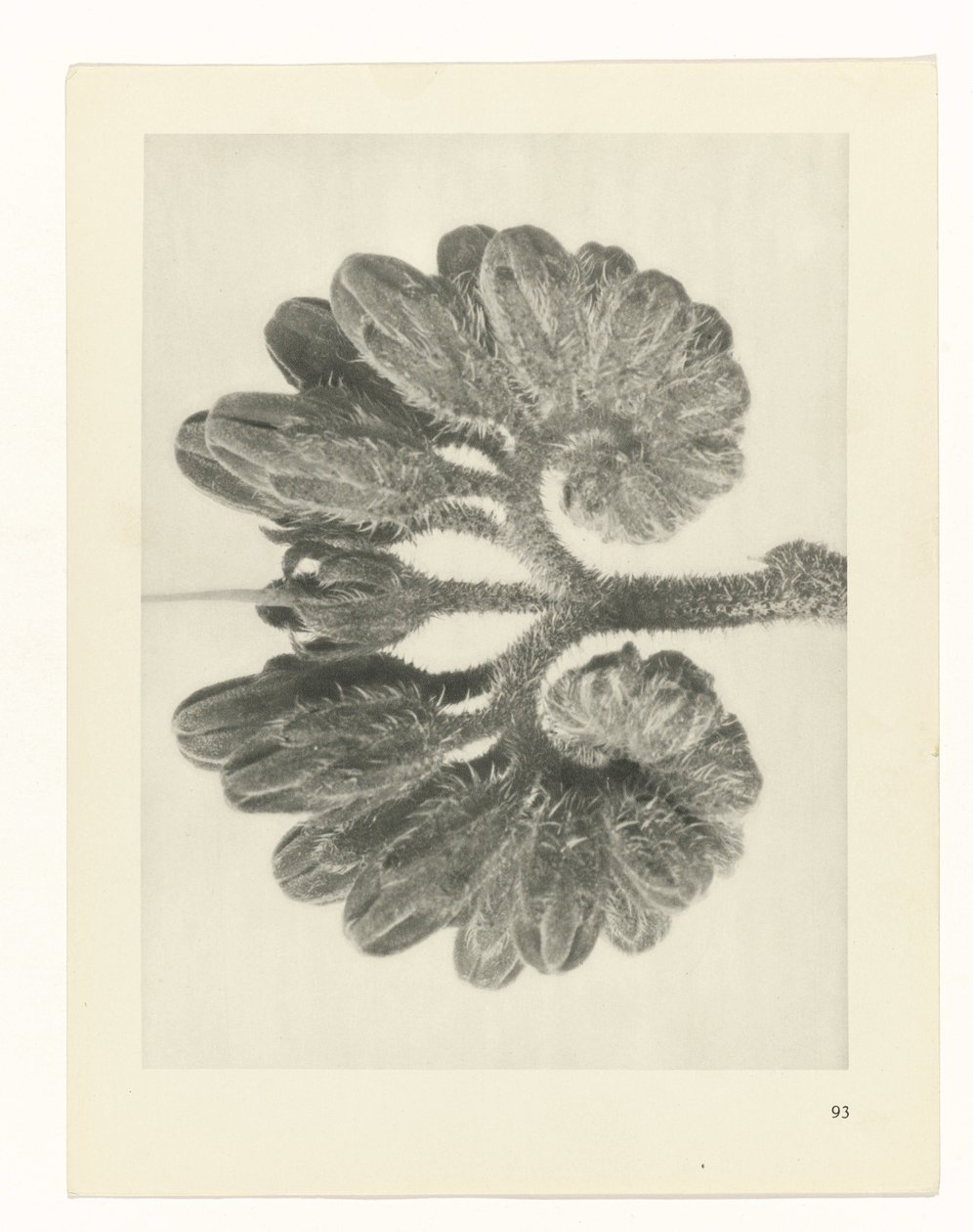 planejar estudo Arquétipos da Arte (título da série) de Karl Blossfeldt