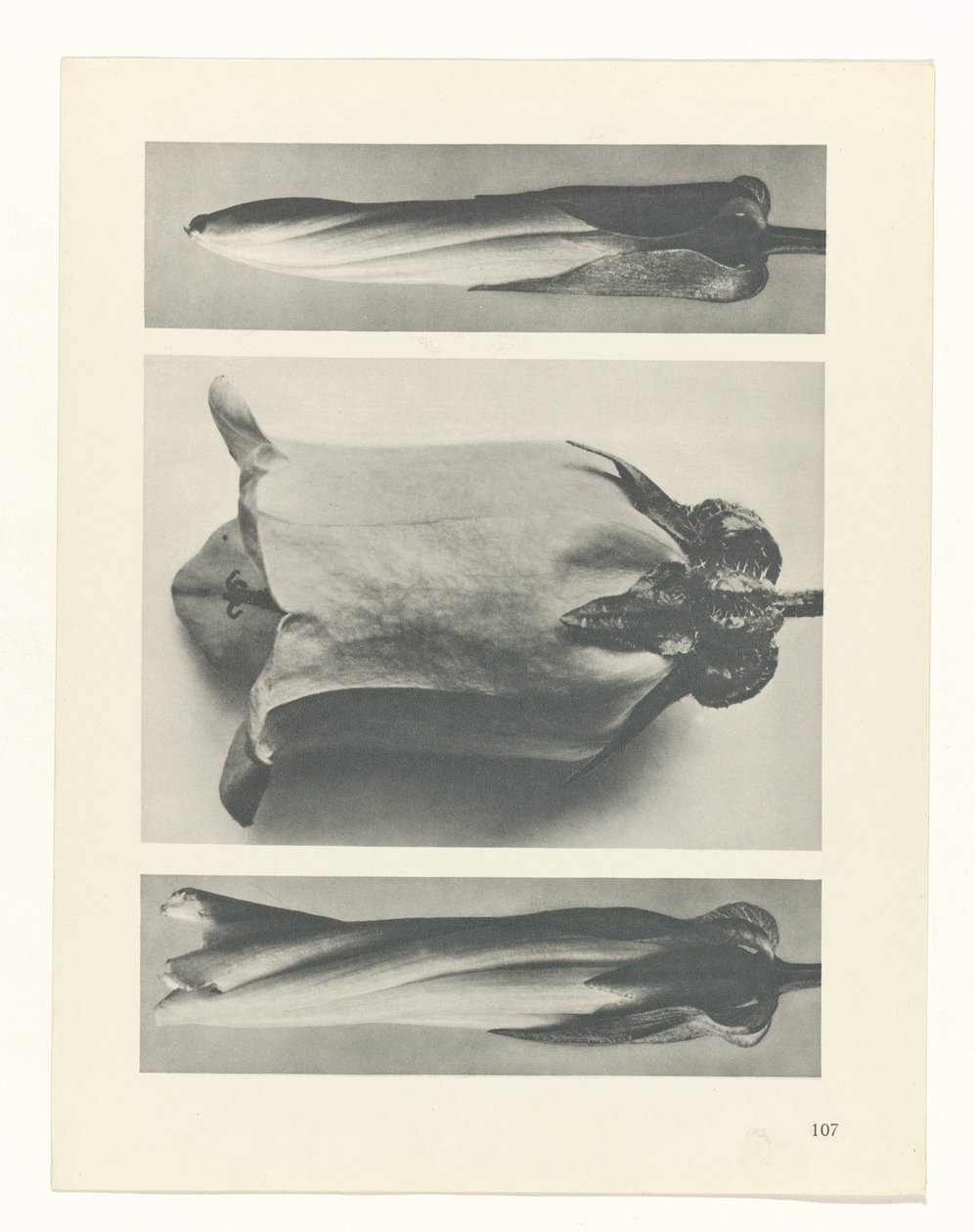 planejar estudo Arquétipos da Arte (título da série) de Karl Blossfeldt