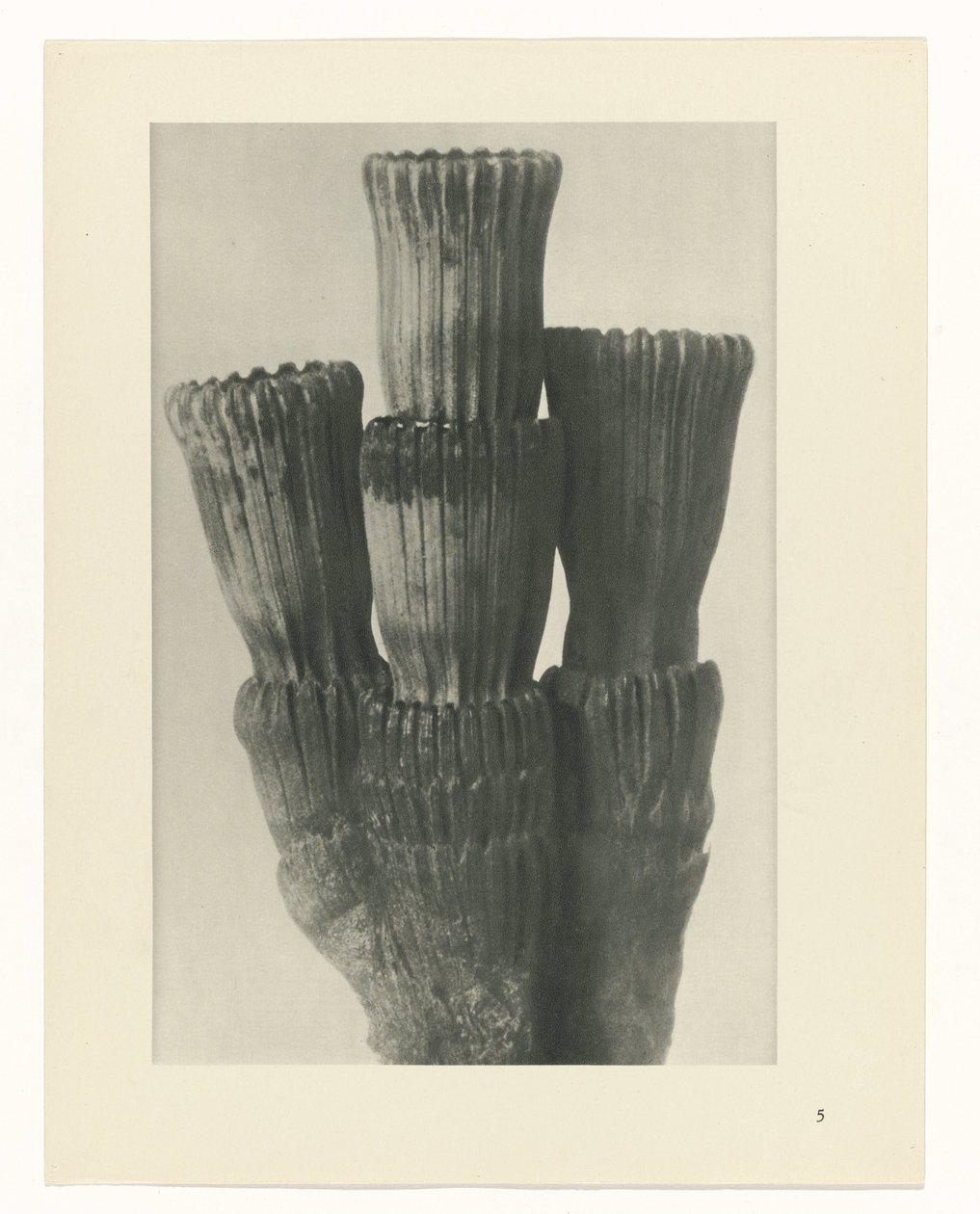 Estudo das plantas
Arquétipos de Arte (título da série) de Karl Blossfeldt