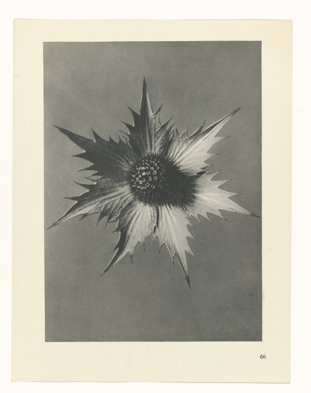 planejar estudo Arquétipos da Arte (título da série) de Karl Blossfeldt