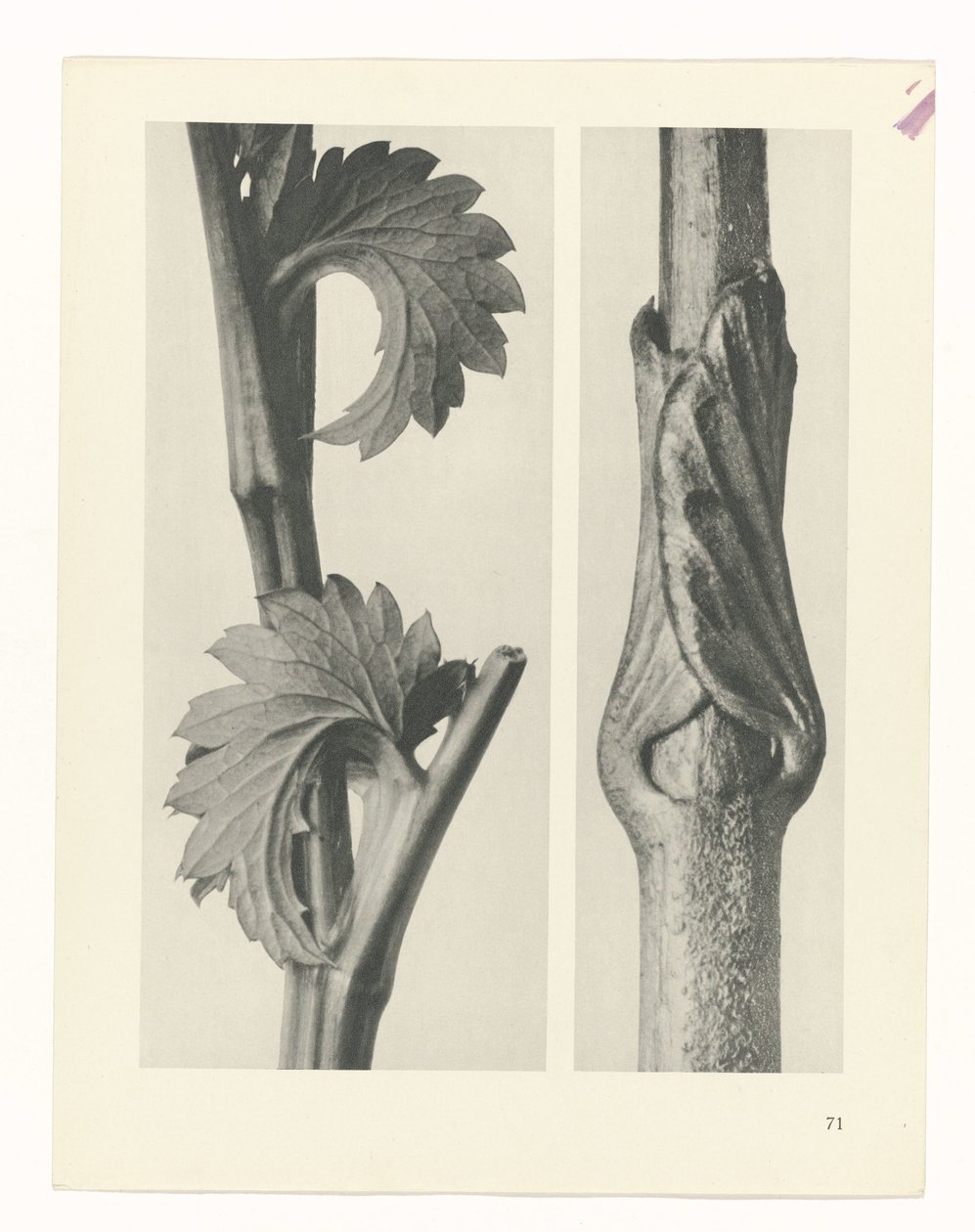 Estudo das plantas
Arquétipos de Arte (título da série) de Karl Blossfeldt