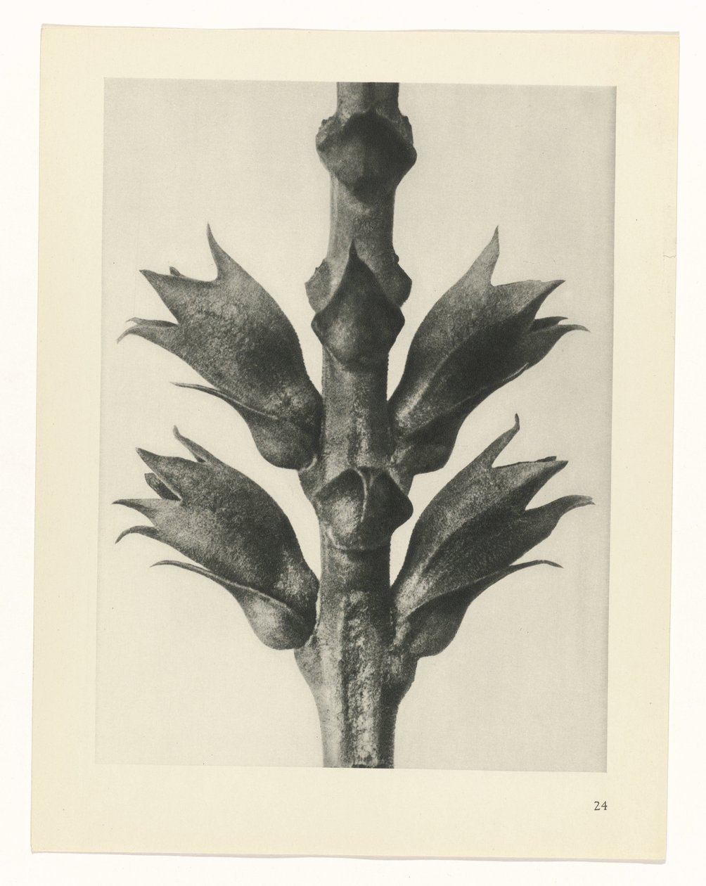 Estudo das plantas
Arquétipos de Arte (título da série) de Karl Blossfeldt