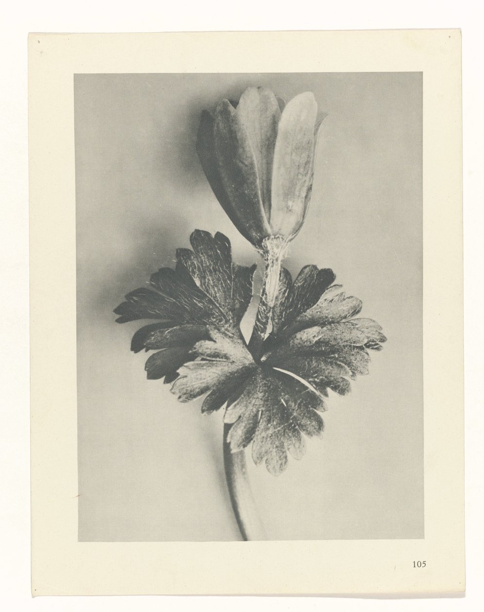 Estudo das plantas
Arquétipos de Arte (título da série) de Karl Blossfeldt