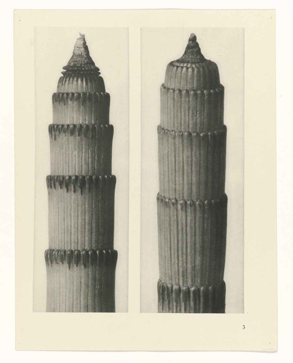 planejar estudo Arquétipos da Arte (título da série) de Karl Blossfeldt