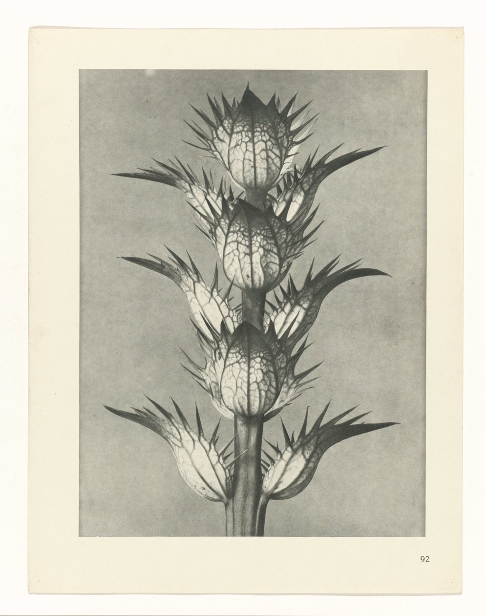 planejar estudo Arquétipos da Arte (título da série) de Karl Blossfeldt