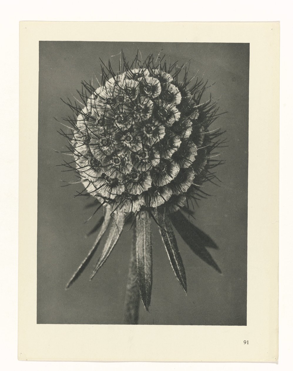 planejar estudo Arquétipos da Arte (título da série) de Karl Blossfeldt