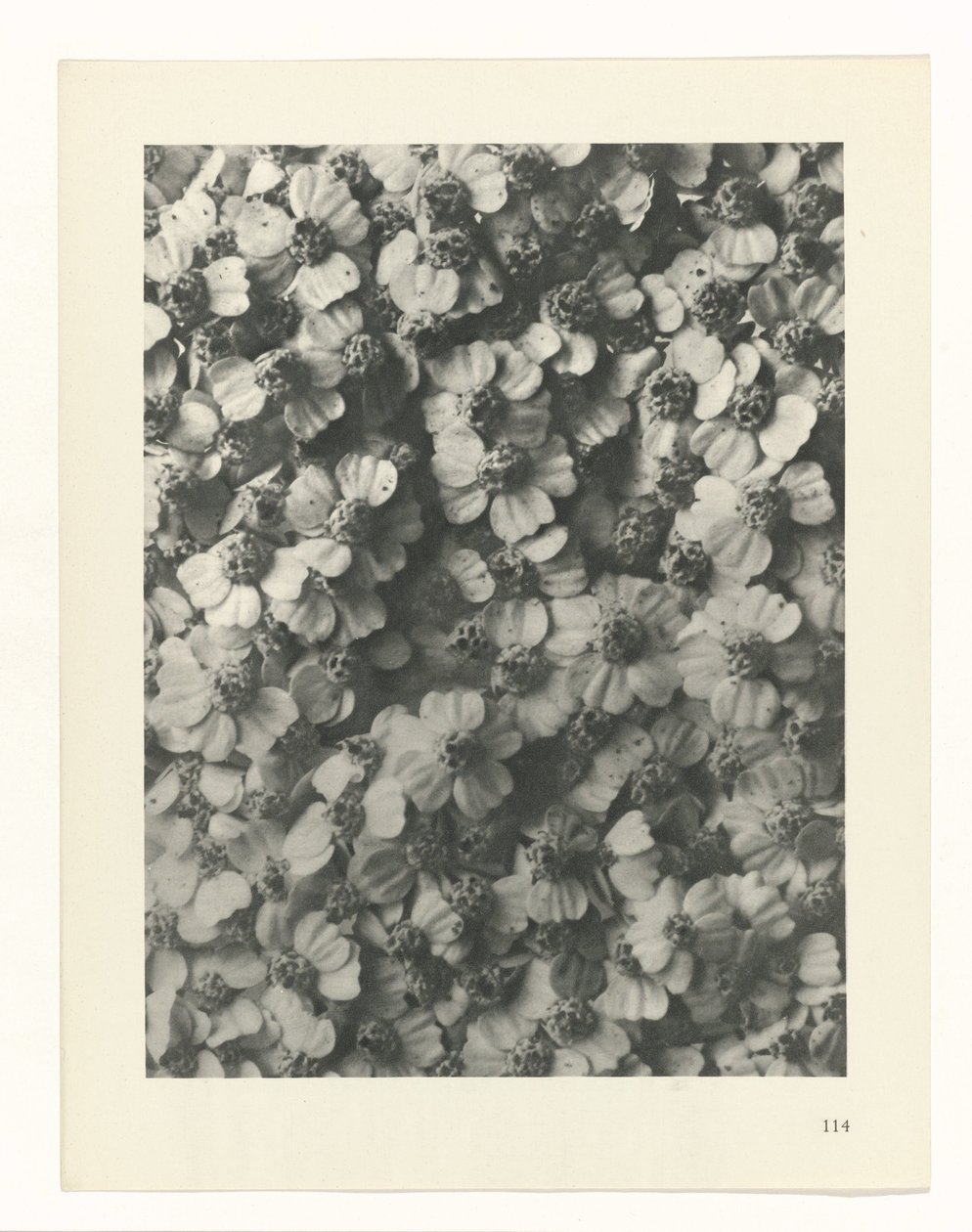 Estudo das plantas
Arquétipos de Arte (título da série) de Karl Blossfeldt