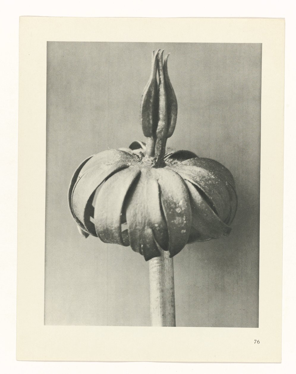 planejar estudo Arquétipos da Arte (título da série) de Karl Blossfeldt