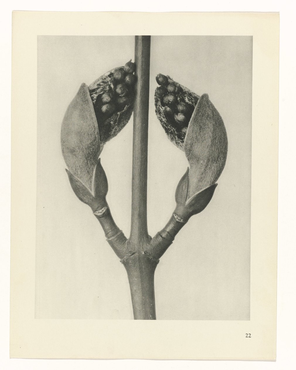 Estudo das plantas
Arquétipos de Arte (título da série) de Karl Blossfeldt