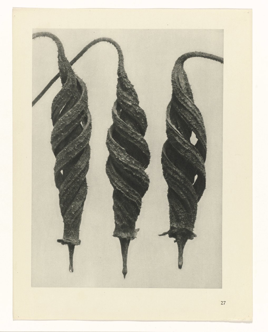 Estudo das plantas
Arquétipos de Arte (título da série) de Karl Blossfeldt