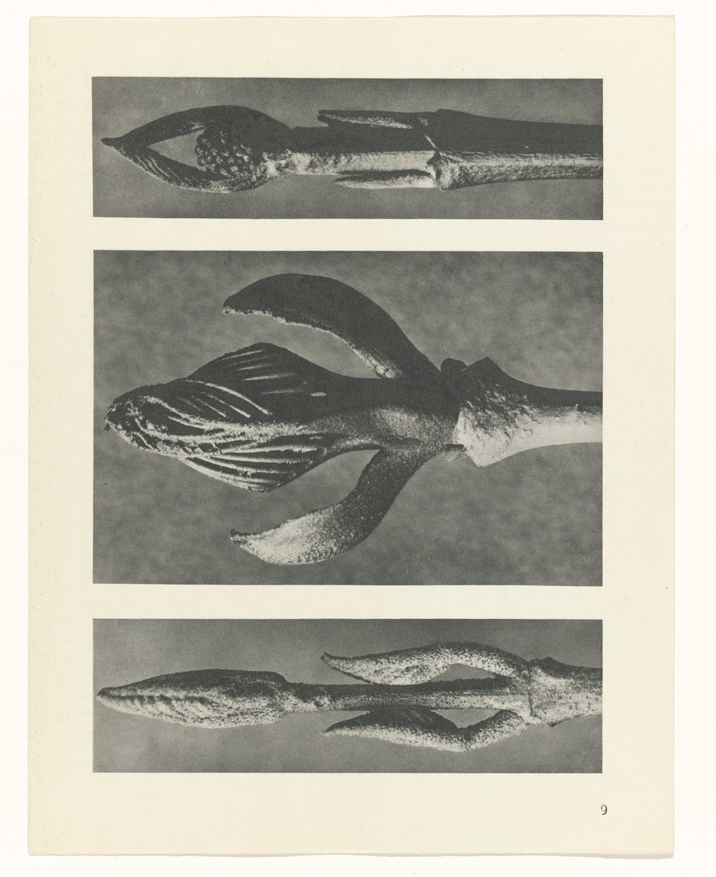 planejar estudo Arquétipos da Arte (título da série) de Karl Blossfeldt