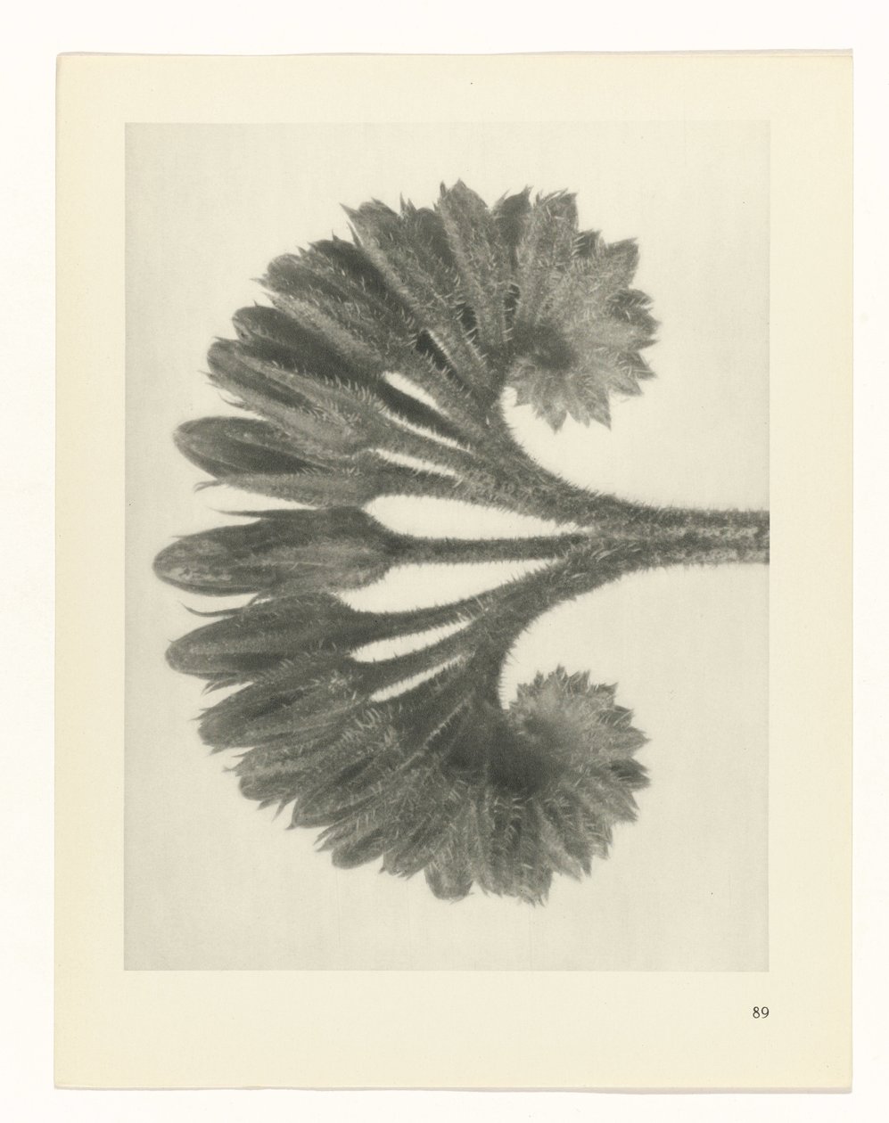 Estudo das plantas
Arquétipos de Arte (título da série) de Karl Blossfeldt