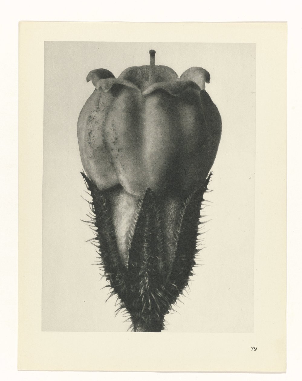 planejar estudo Arquétipos da Arte (título da série) de Karl Blossfeldt