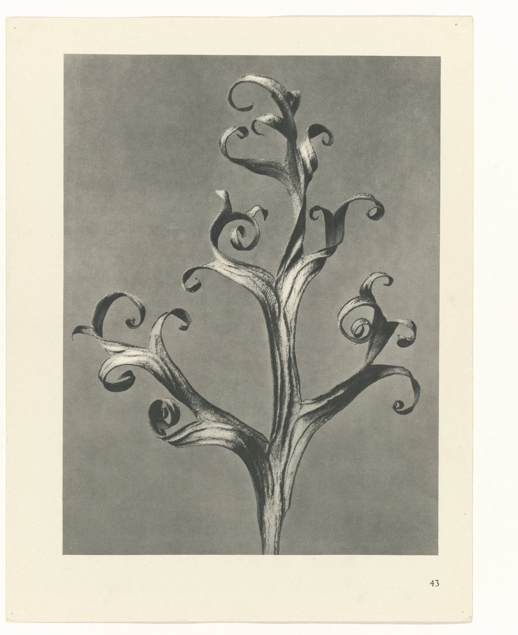 Estudo das plantas
Arquétipos de Arte (título da série) de Karl Blossfeldt