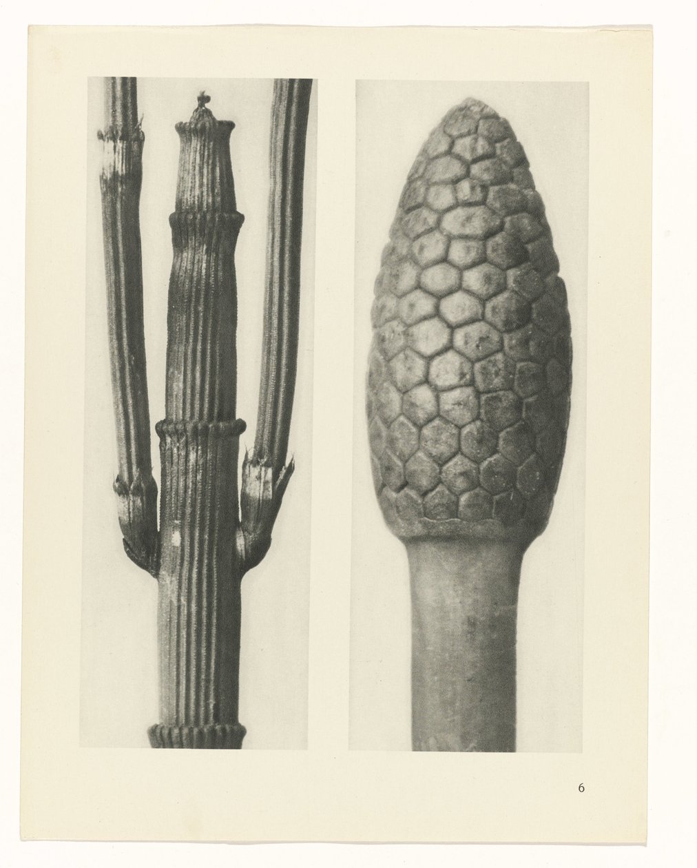 planejar estudo Arquétipos da Arte (título da série) de Karl Blossfeldt