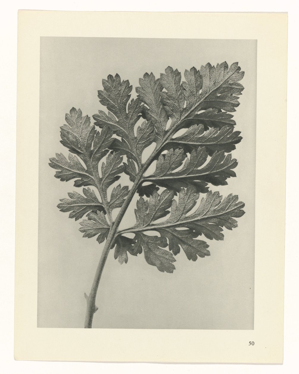 planejar estudo Arquétipos da Arte (título da série) de Karl Blossfeldt