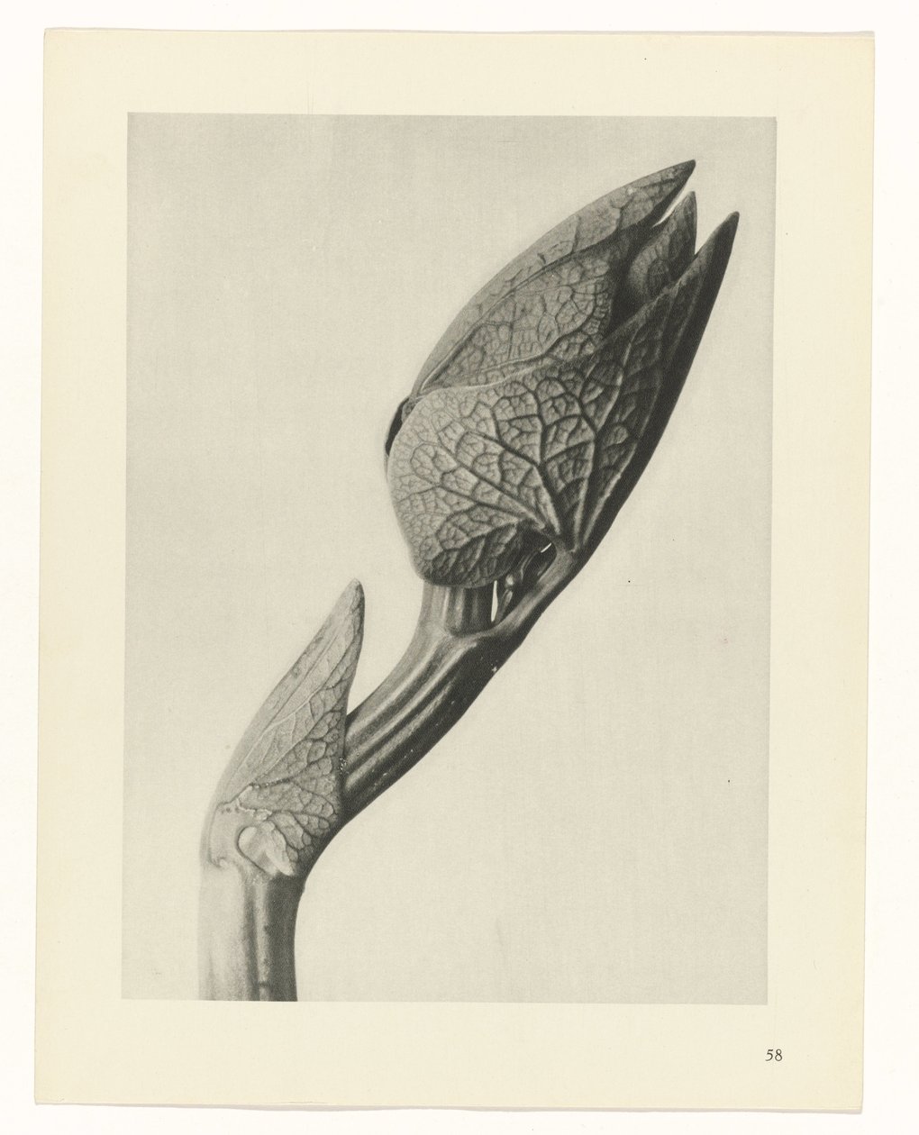 planejar estudo Arquétipos da Arte (título da série) de Karl Blossfeldt