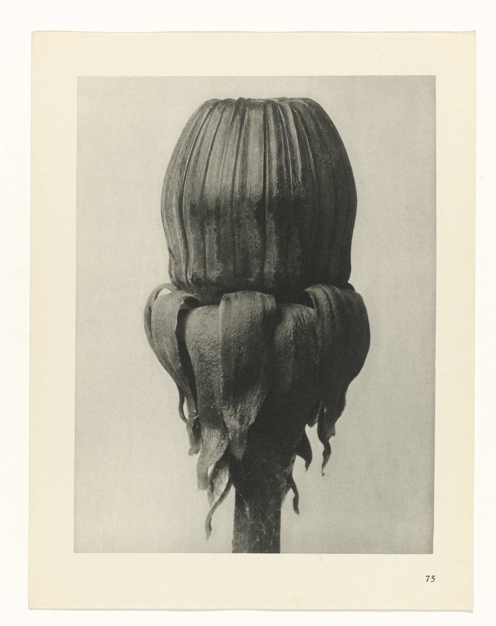 Estudo das plantas
Arquétipos de Arte (título da série) de Karl Blossfeldt