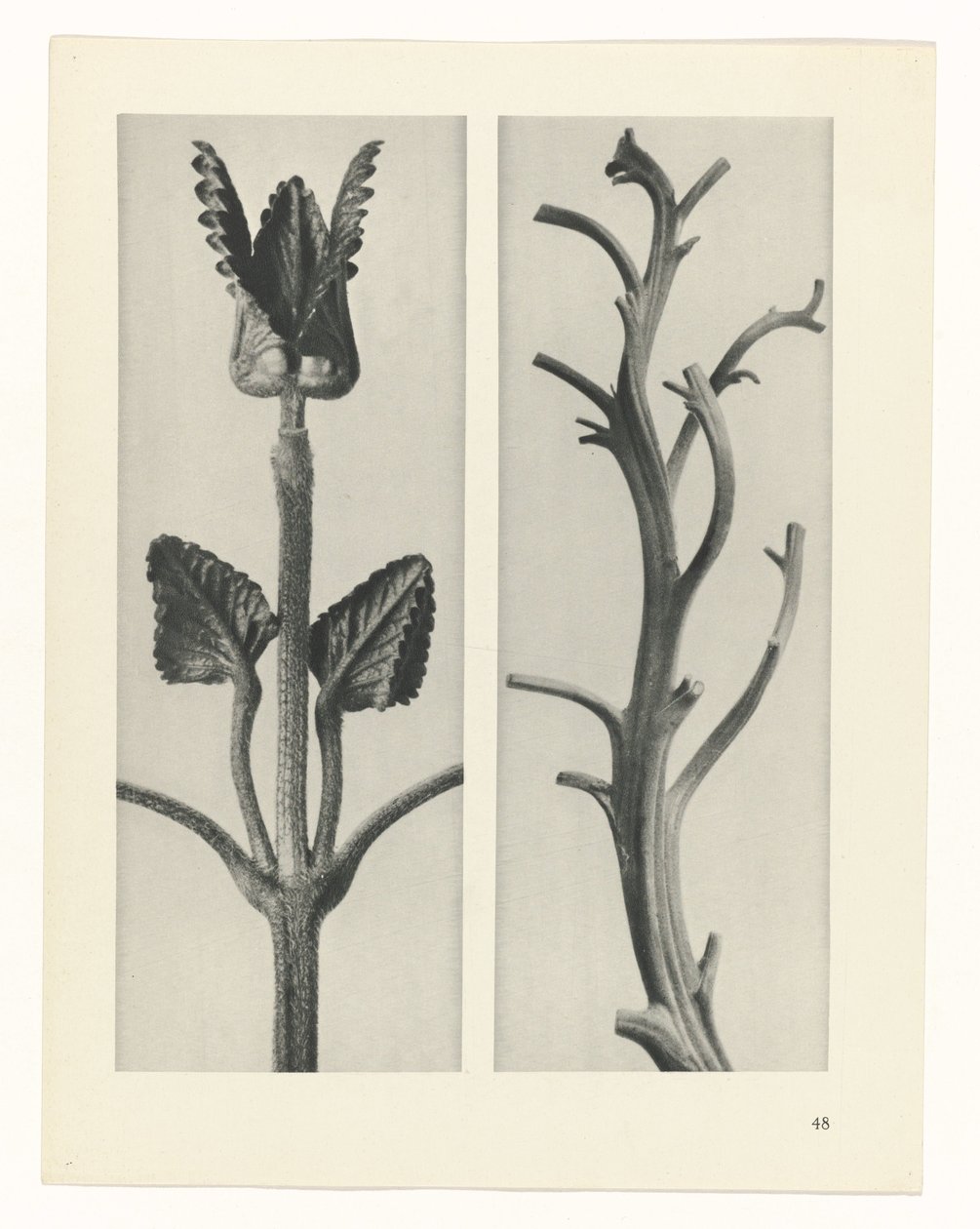 planejar estudo Arquétipos da Arte (título da série) de Karl Blossfeldt