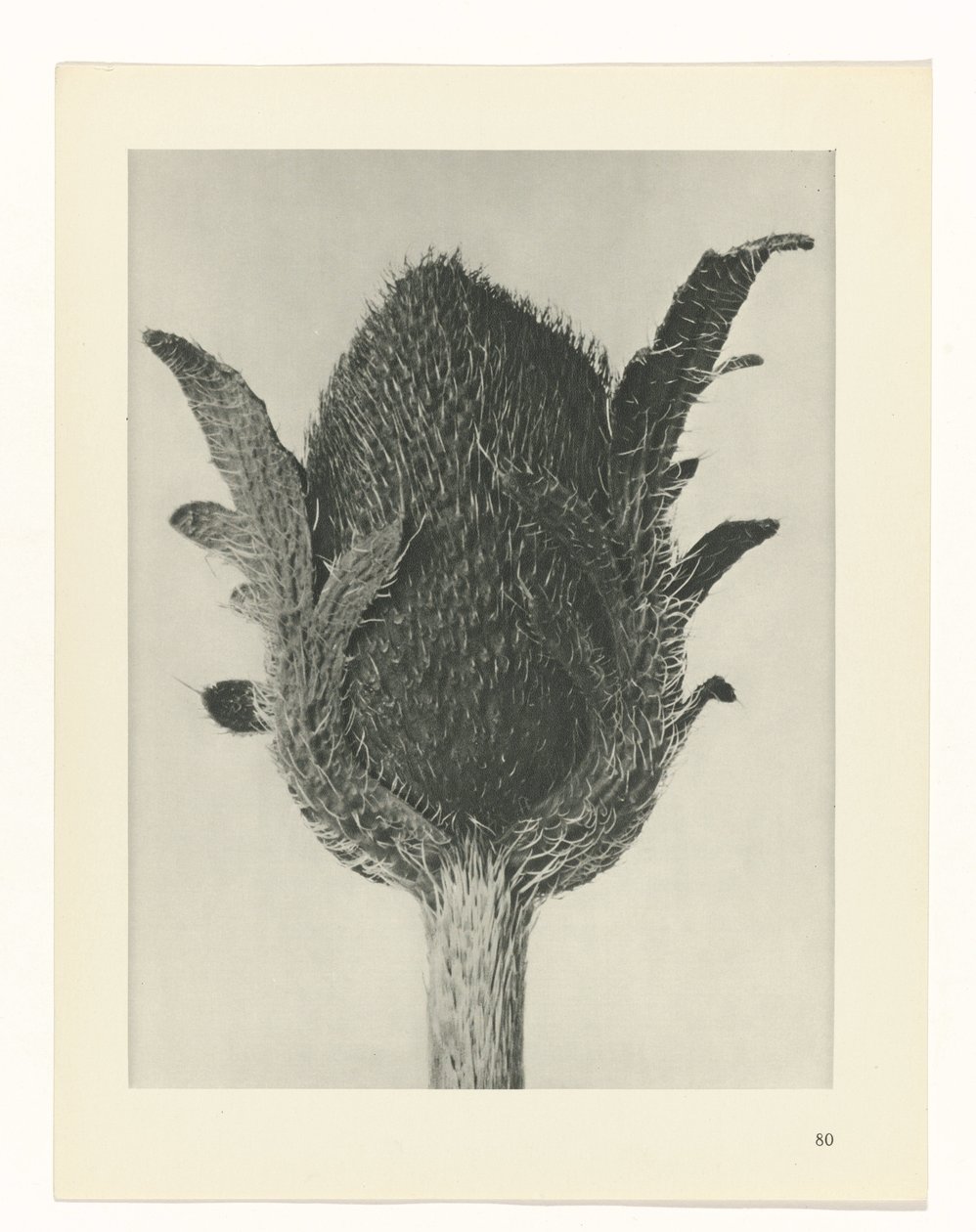 planejar estudo Arquétipos da Arte (título da série) de Karl Blossfeldt