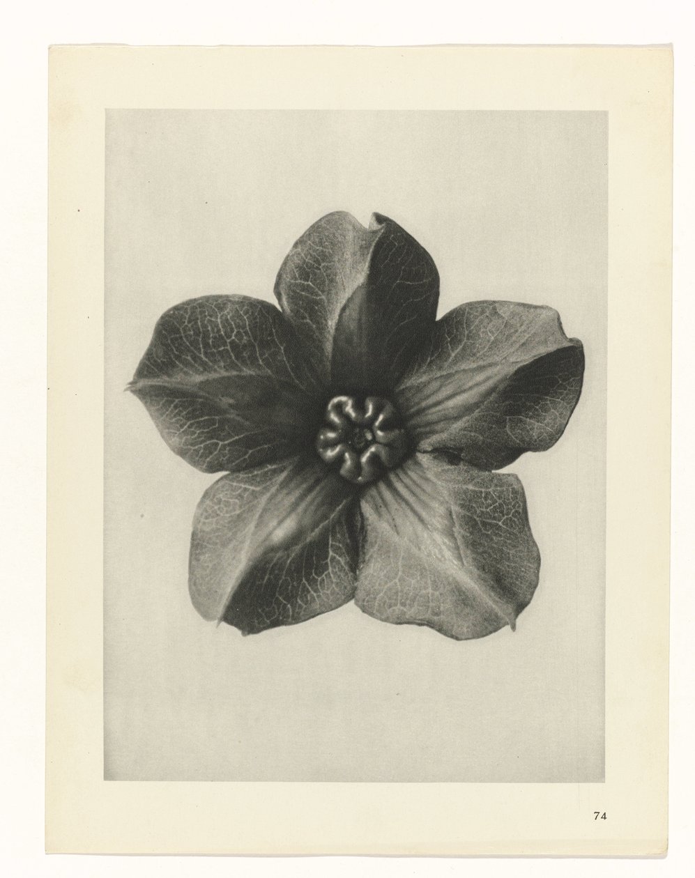 planejar estudo Arquétipos da Arte (título da série) de Karl Blossfeldt