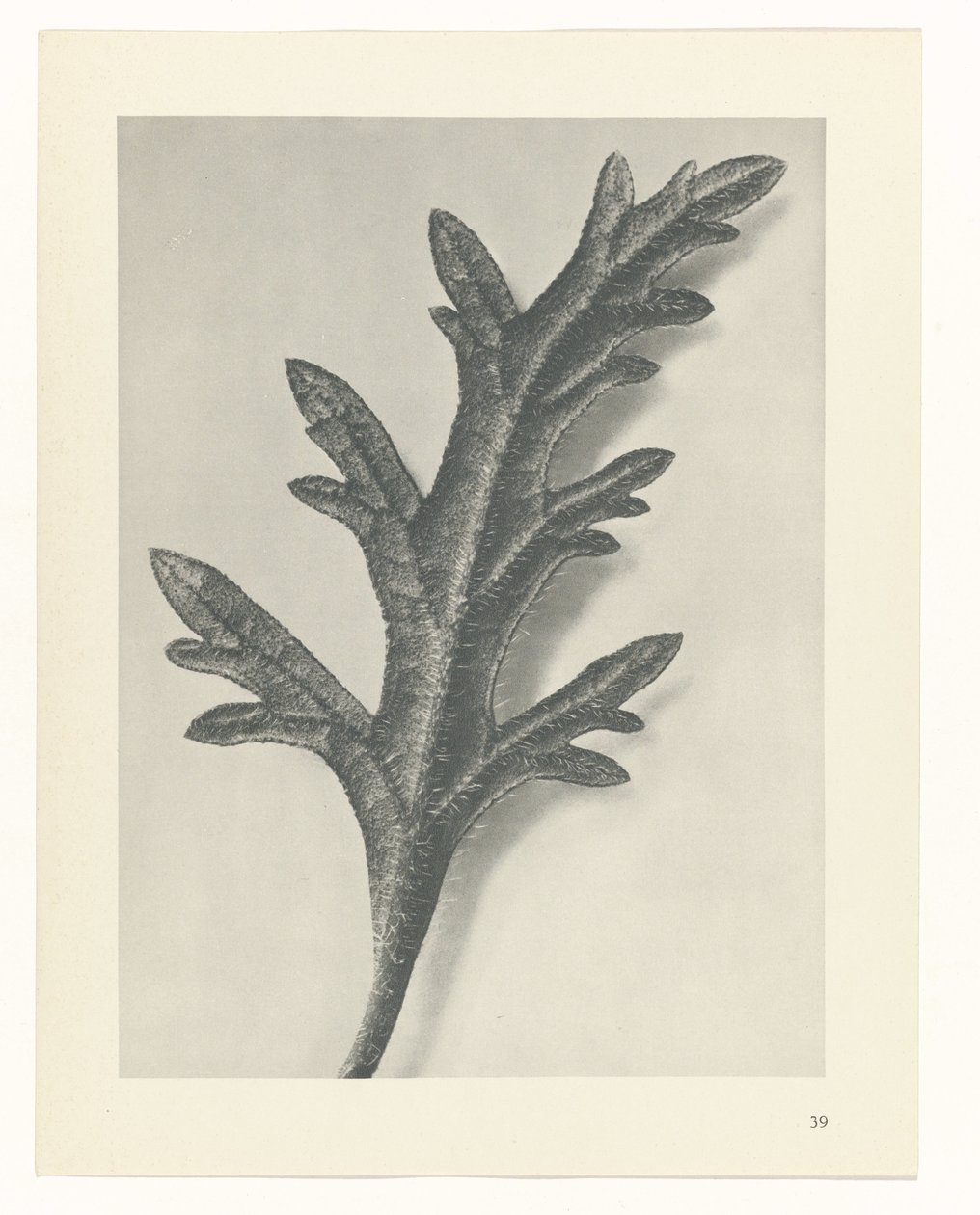 planejar estudo Arquétipos da Arte (título da série) de Karl Blossfeldt