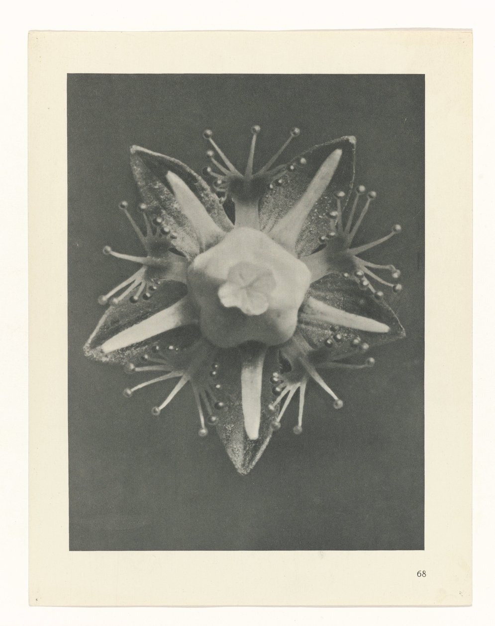 Estudo das plantas
Arquétipos de Arte (título da série) de Karl Blossfeldt