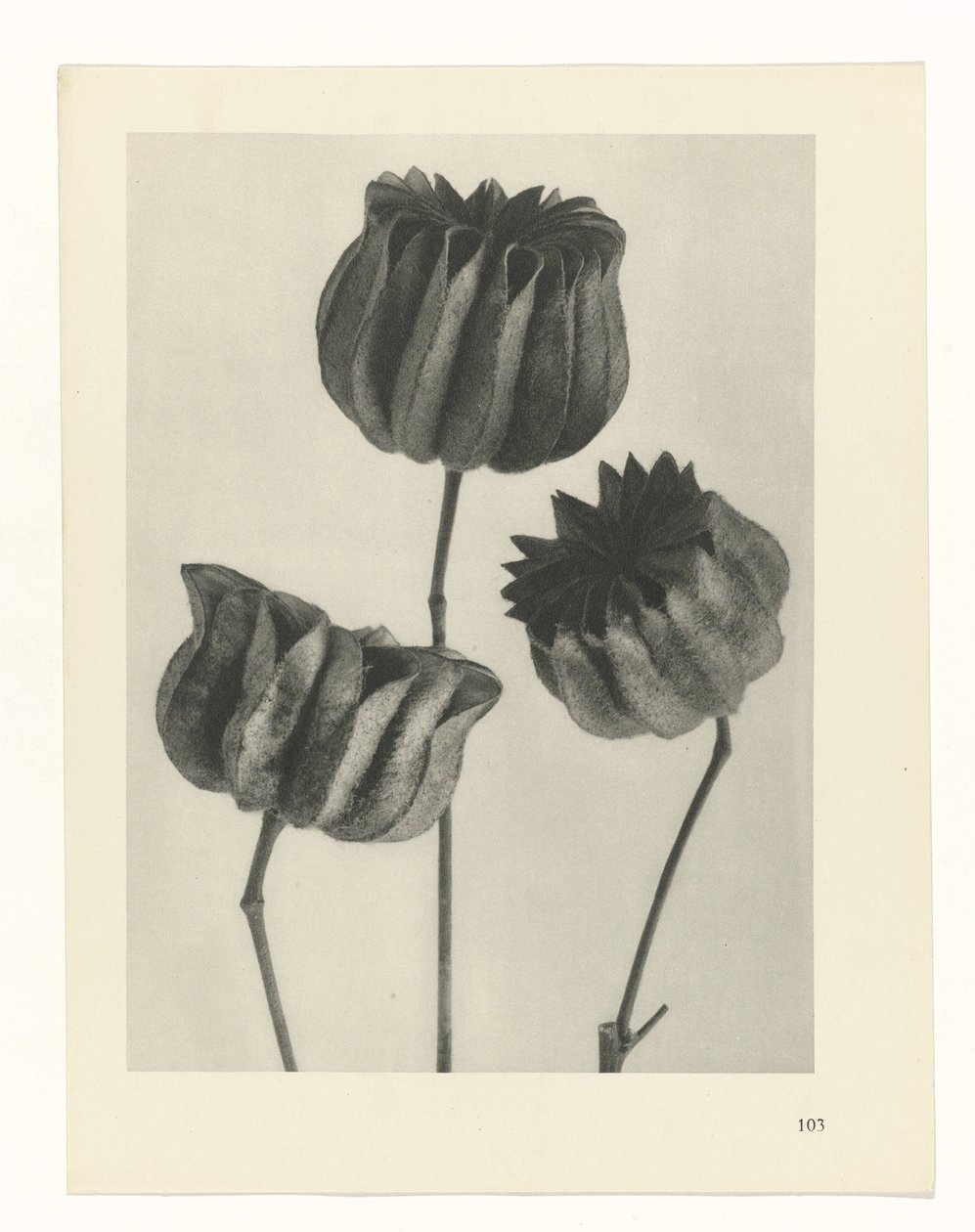 planejar estudo Arquétipos da Arte (título da série) de Karl Blossfeldt