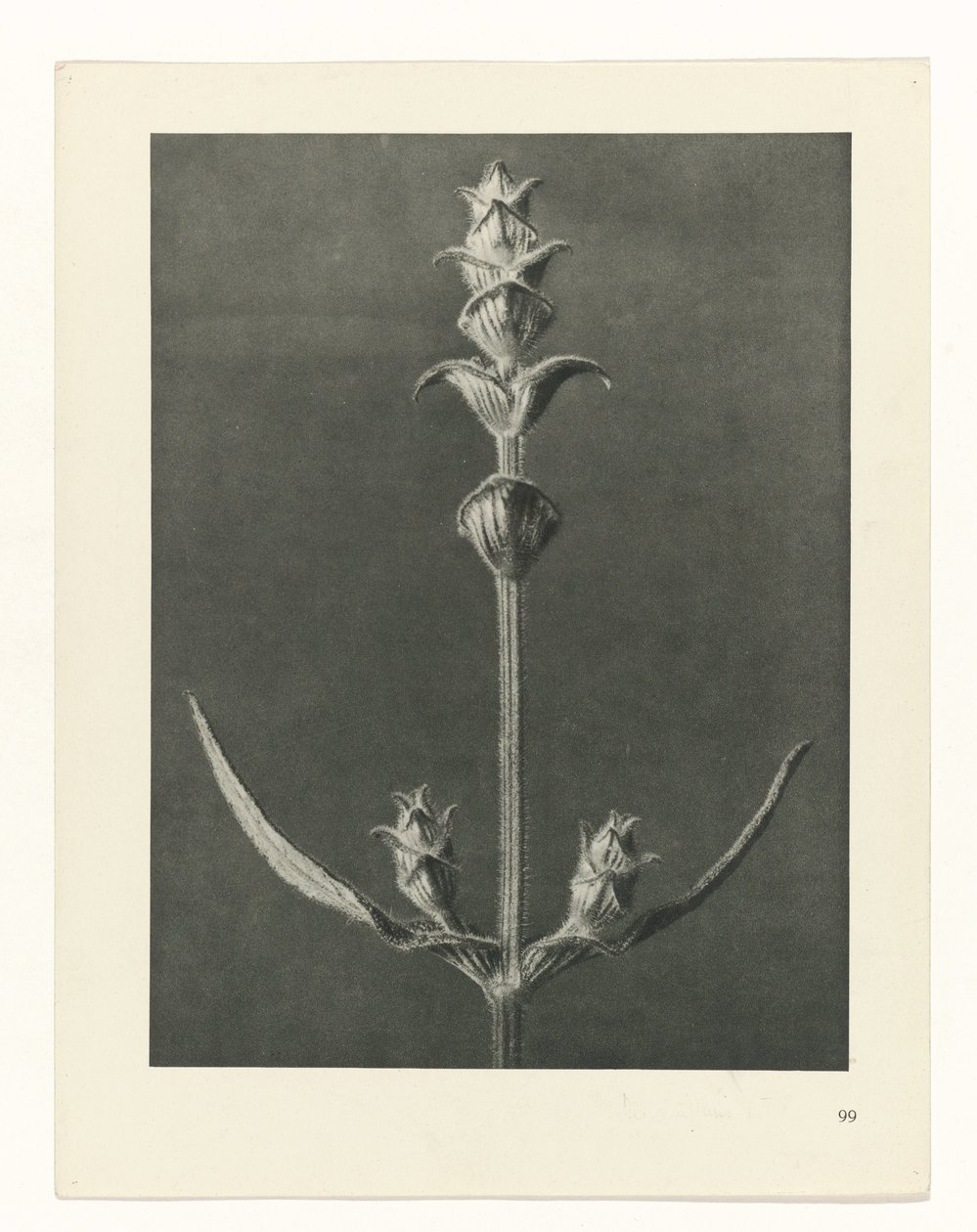 Estudo das plantas
Arquétipos de Arte (título da série) de Karl Blossfeldt