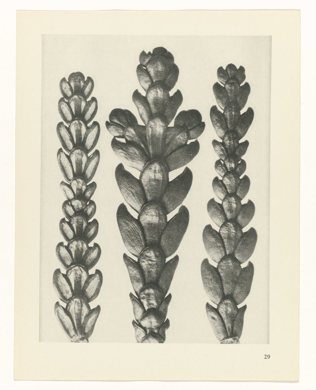 Estudo das plantas
Arquétipos de Arte (título da série) de Karl Blossfeldt