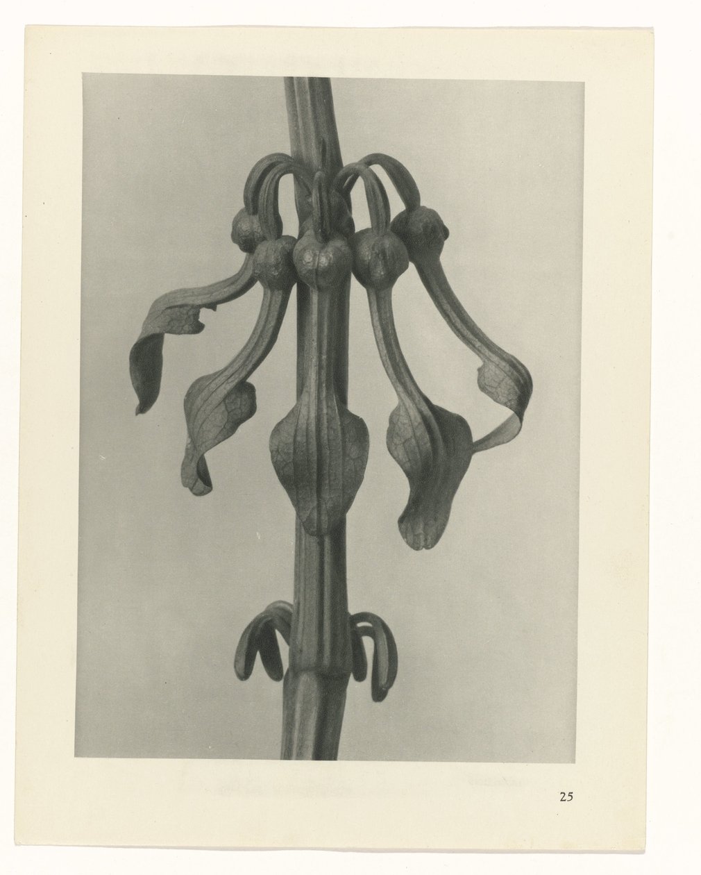 planejar estudo Arquétipos da Arte (título da série) de Karl Blossfeldt