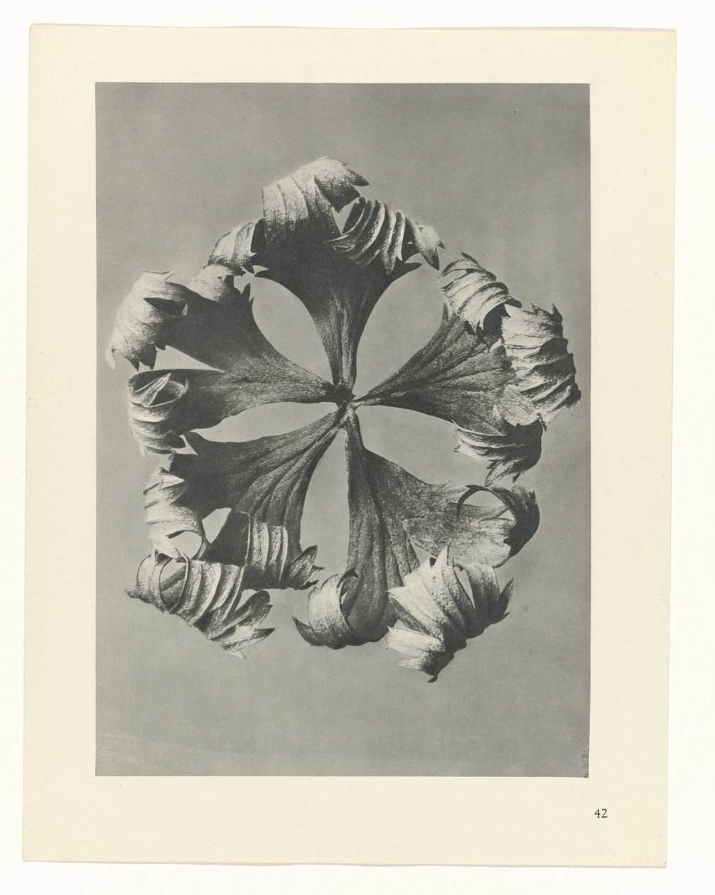 planejar estudo Arquétipos da Arte (título da série) de Karl Blossfeldt