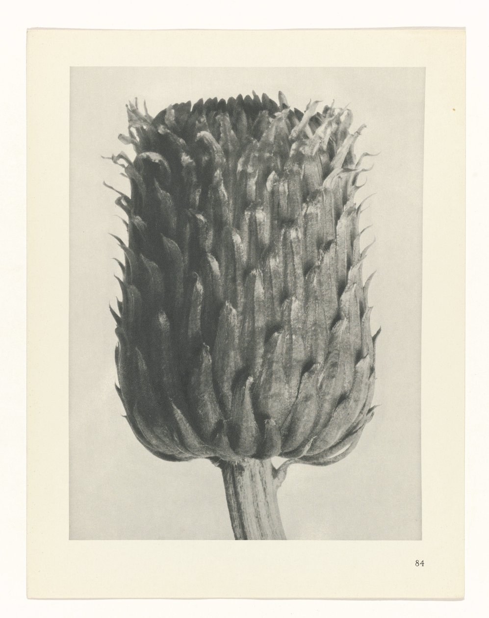 Estudo das plantas
Arquétipos de Arte (título da série) de Karl Blossfeldt