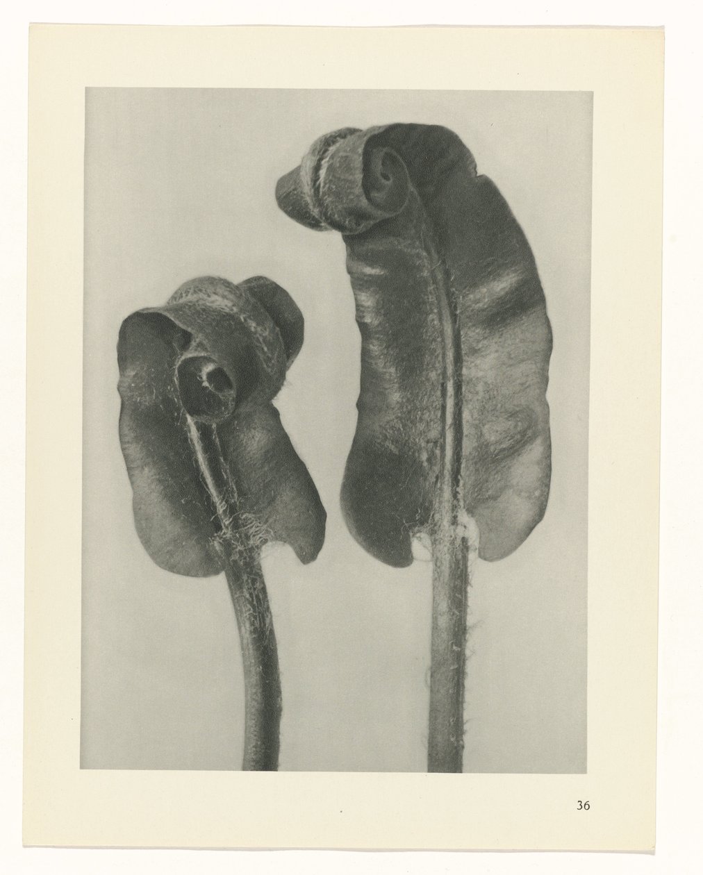 planejar estudo Arquétipos da Arte (título da série) de Karl Blossfeldt