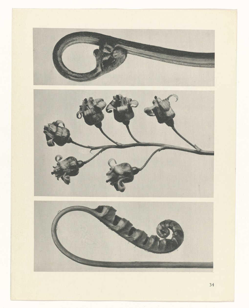 Estudo das plantas
Arquétipos de Arte (título da série) de Karl Blossfeldt