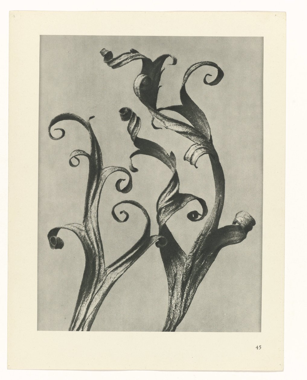 Estudo das plantas
Arquétipos de Arte (título da série) de Karl Blossfeldt