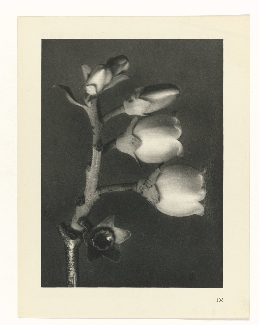 Estudo das plantas
Arquétipos de Arte (título da série) de Karl Blossfeldt