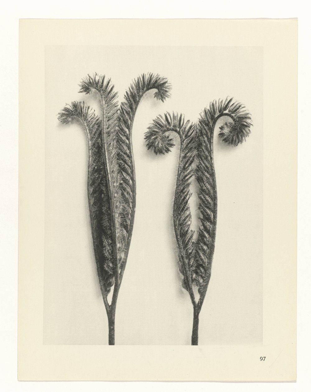 Estudo das plantas
Arquétipos de Arte (título da série) de Karl Blossfeldt