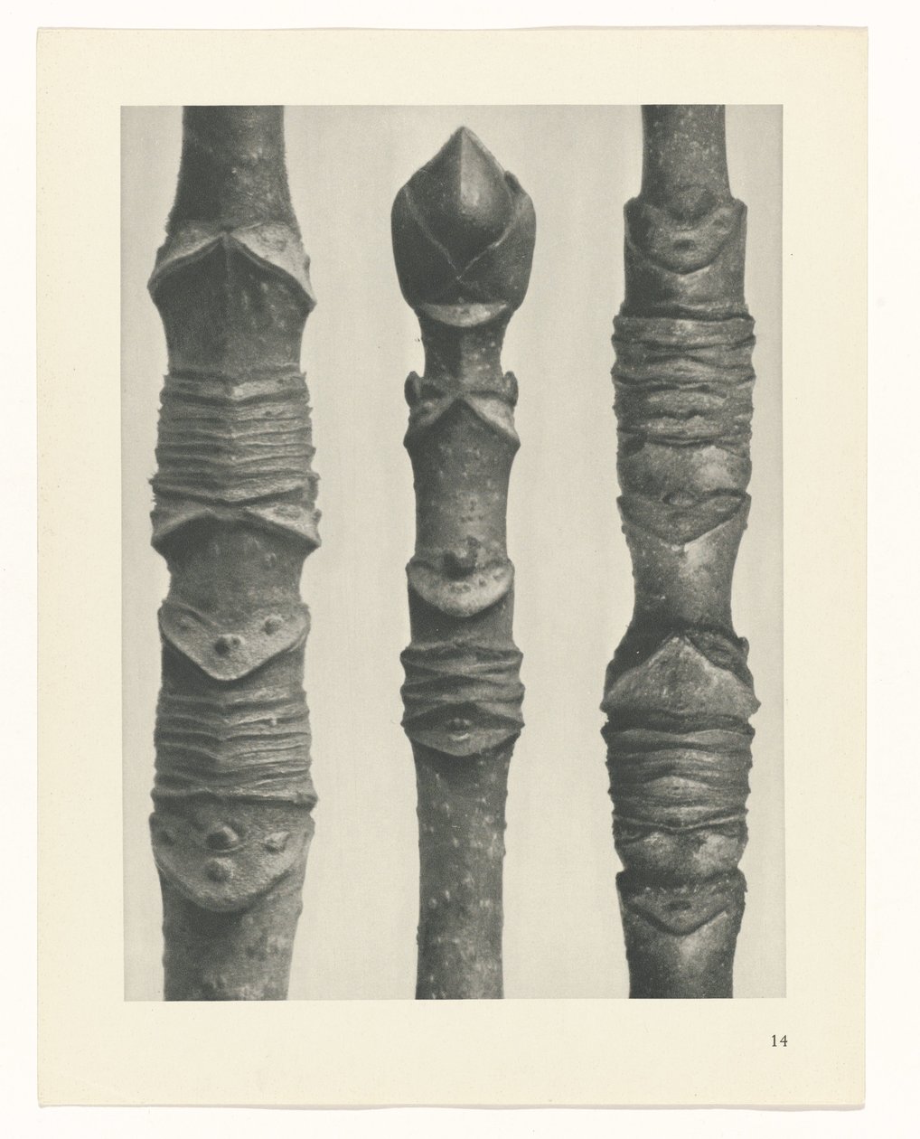 Estudo das plantas
Arquétipos de Arte (título da série) de Karl Blossfeldt