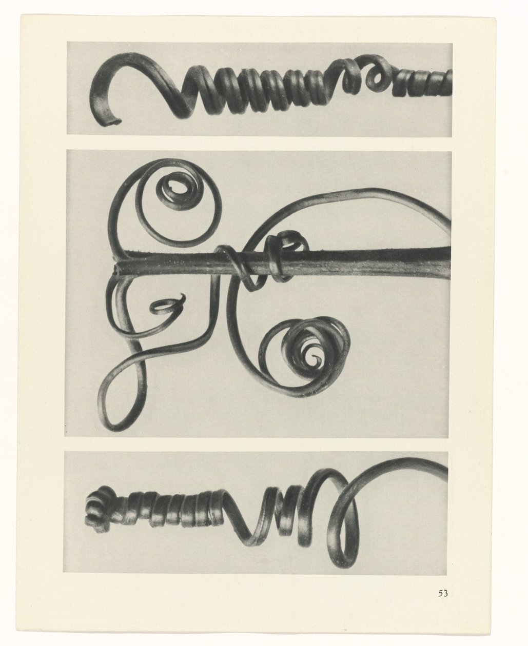 Estudo das plantas
Arquétipos de Arte (título da série) de Karl Blossfeldt