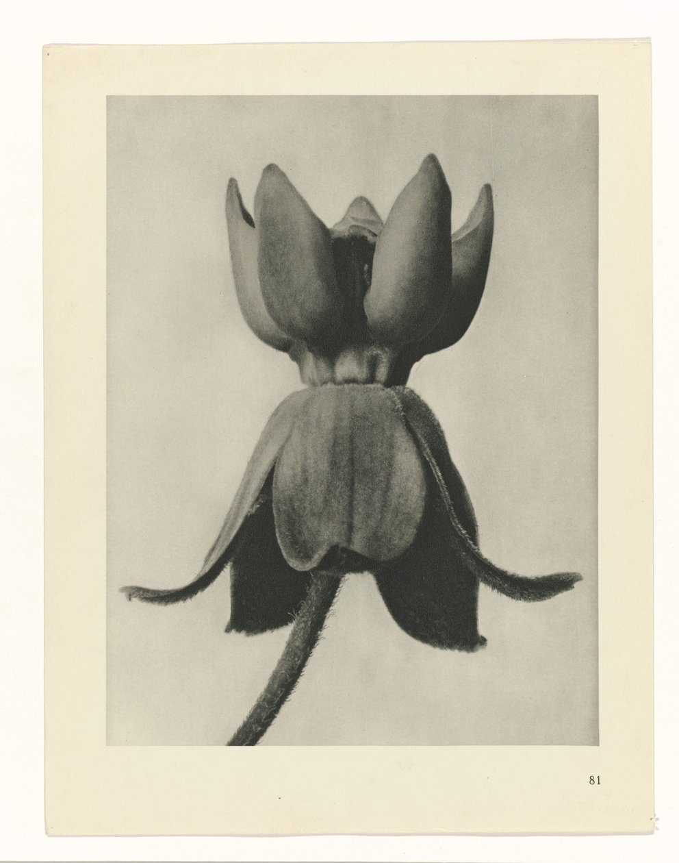 Estudo das plantas
Arquétipos de Arte (título da série) de Karl Blossfeldt
