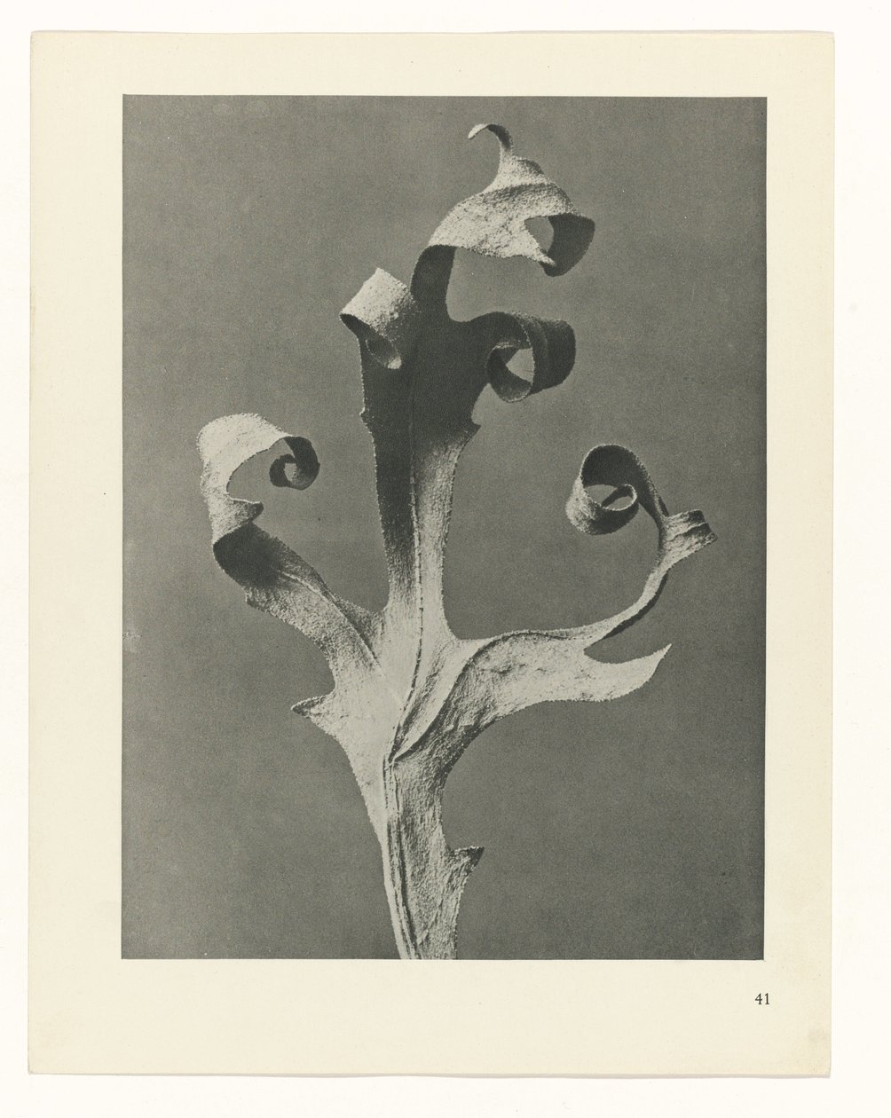 planejar estudo Arquétipos da Arte (título da série) de Karl Blossfeldt