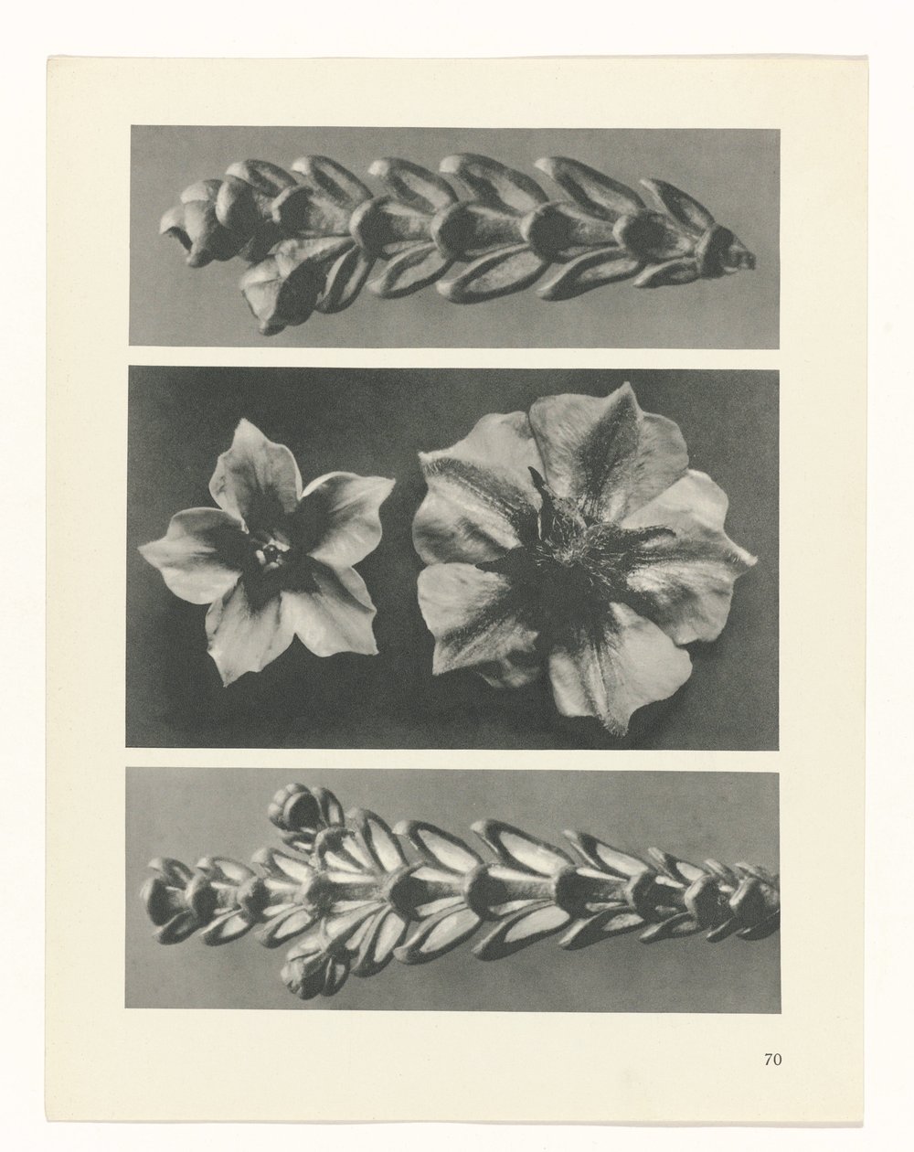Estudo das plantas
Arquétipos de Arte (título da série) de Karl Blossfeldt